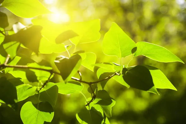 Ветви зеленых листьев в солнечный день — стоковое фото