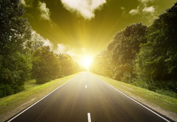 asfalt yol yeşil orman.