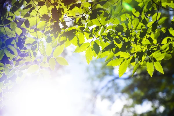 Branch groene leafes in zonnige dag — Stockfoto
