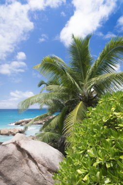 tropik kumsalda beyaz mercan kum.