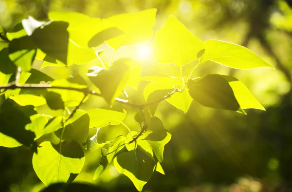 Ветви зеленых листьев в солнечный день — стоковое фото