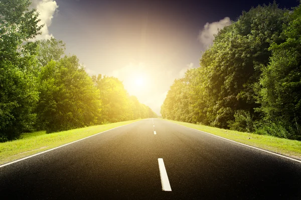 Asphalt road in green forest. — Stock Photo, Image