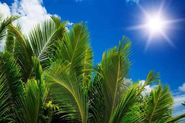 Grön palm frodig på blå himmel bakgrund. — Stockfoto