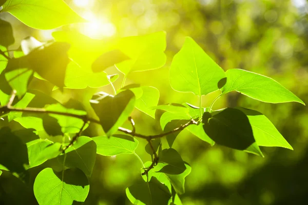 Branch groene leafes in zonnige dag — Stockfoto