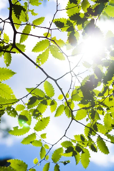 Branch groene leafes in zonnige dag — Stockfoto