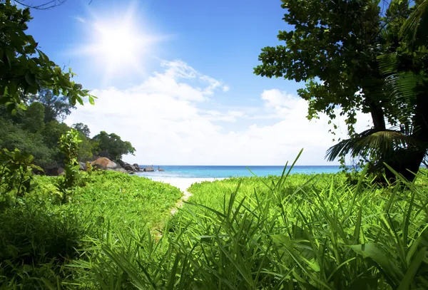 Groene bos met pad naar wit strand. seyshelles — Stockfoto