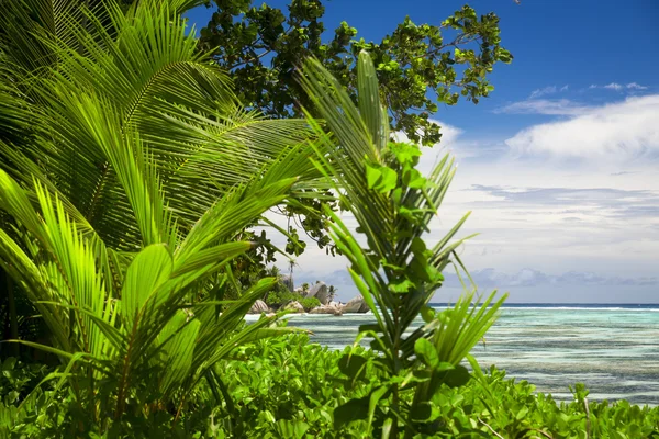 Plage de corail blanc sable et océan indien azur . — Photo