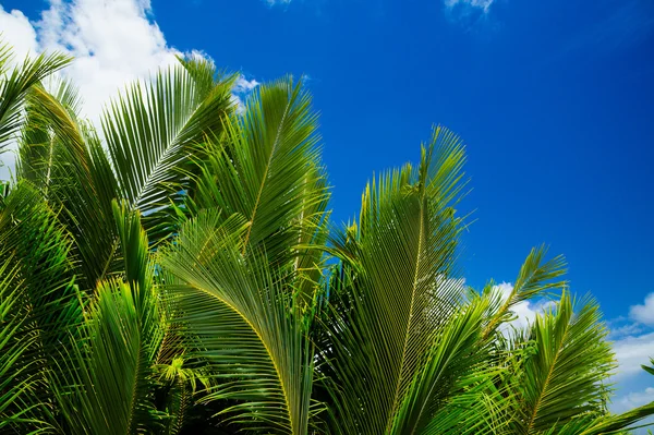 Grön palm frodig på blå himmel bakgrund. — Stockfoto