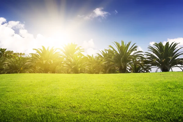 Gröna fält och tropiska palmer — Stockfoto