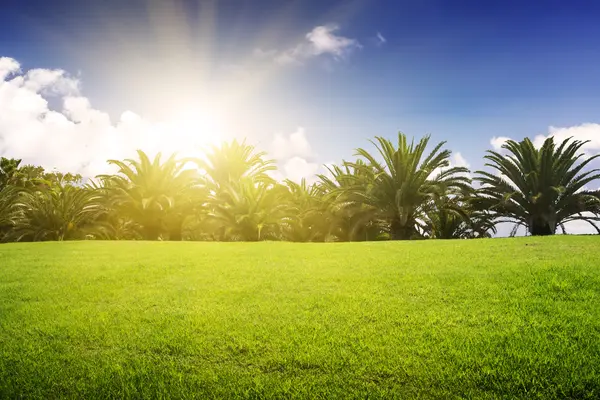 Zelená pole a tropické palmy — Stock fotografie