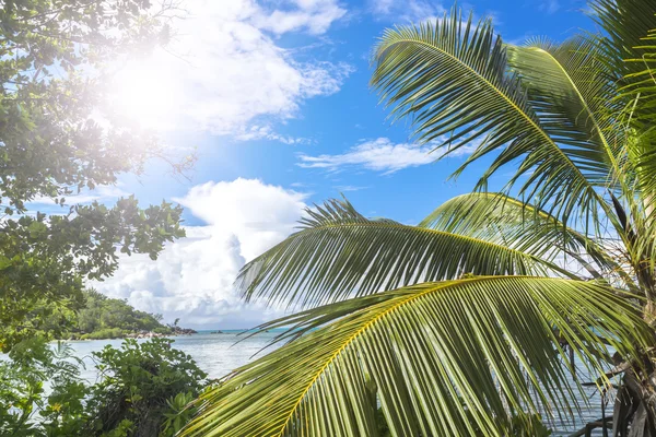 Grön tropisk skog och azurblå Indiska oceanen. — Stockfoto