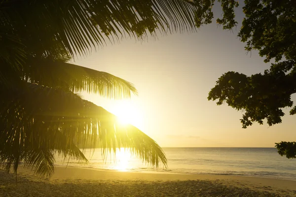 Maheön, Seychellerna. Sunset beach. Palms. — Stockfoto