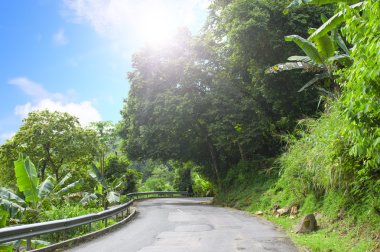 asfalt yol tropikal orman.