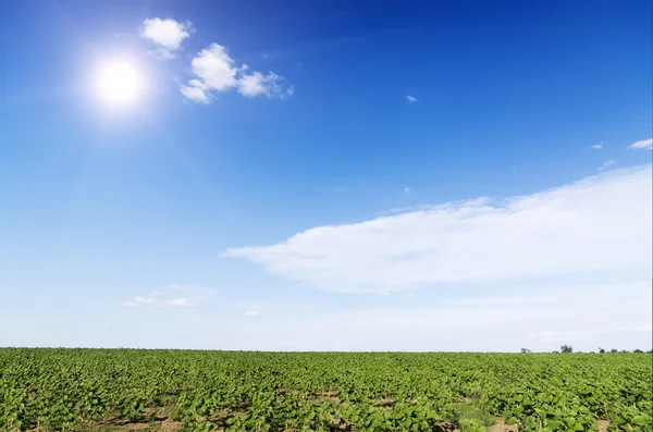 Sunrise field of sunflowers under blue sky. — Stock Photo, Image