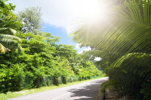 La Digue island, Seyshelles. Road in green jungle. — Stock Photo, Image