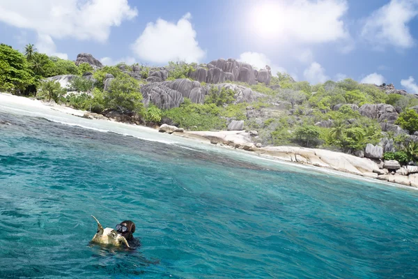 Uno snorkeler su un'isola di barriera corallina con tartaruga. Seychelles . — Foto Stock