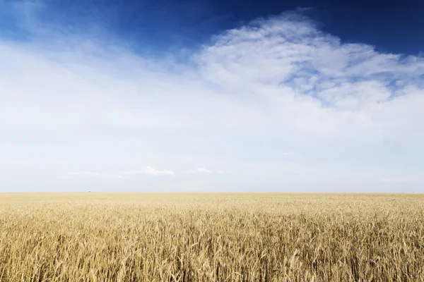 Campo de trigo sob paisagem nublada — Fotografia de Stock