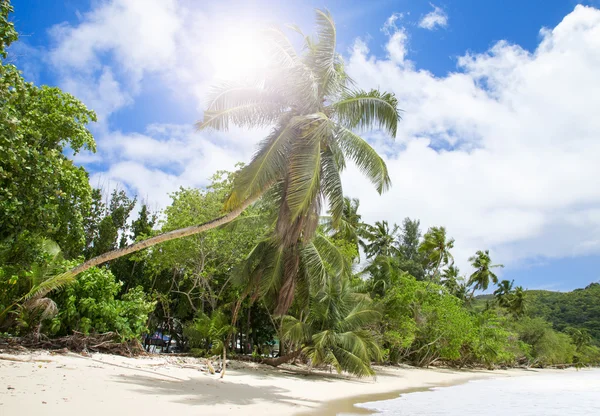 White coral beach sand and azure indian ocean. — Stock Photo, Image