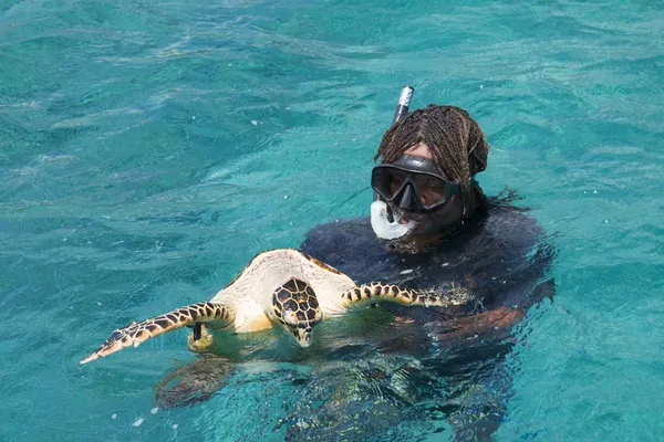 Сноркелер на островном коралловом рифе с черепахой. Сейшельские острова . Лицензионные Стоковые Фото