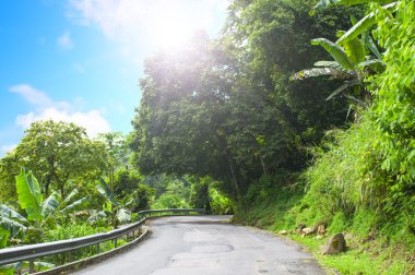 asfalt yol tropikal orman.