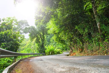 asfalt yol tropikal orman.