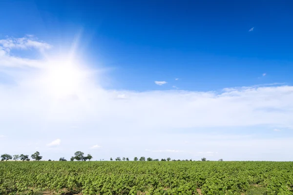 Sunrise field of sunflowers under blue sky. — Stock Photo, Image