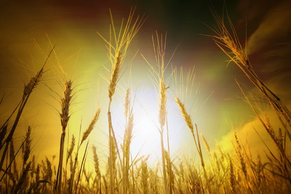 Campo de trigo bajo el paisaje nublado — Foto de Stock