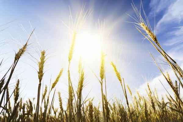 Wheat field under cloudscape — Stock Photo, Image