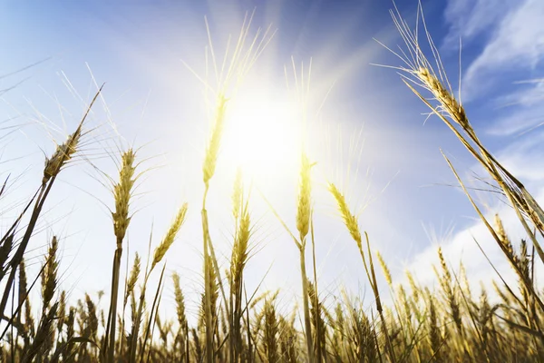 Campo de trigo bajo el paisaje nublado — Foto de Stock