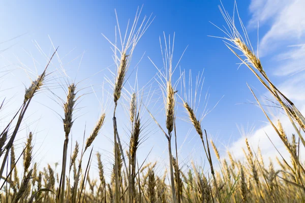 Campo de trigo sob paisagem nublada — Fotografia de Stock