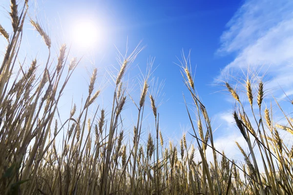 Campo de trigo bajo el paisaje nublado — Foto de Stock