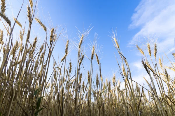 Campo de trigo bajo el paisaje nublado — Foto de Stock
