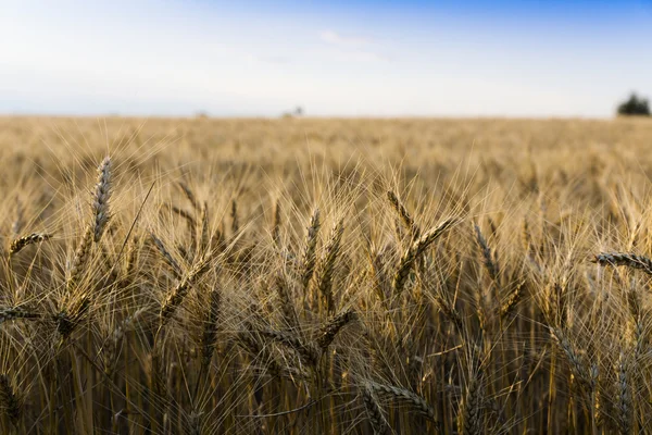 Campo de trigo sob paisagem nublada — Fotografia de Stock