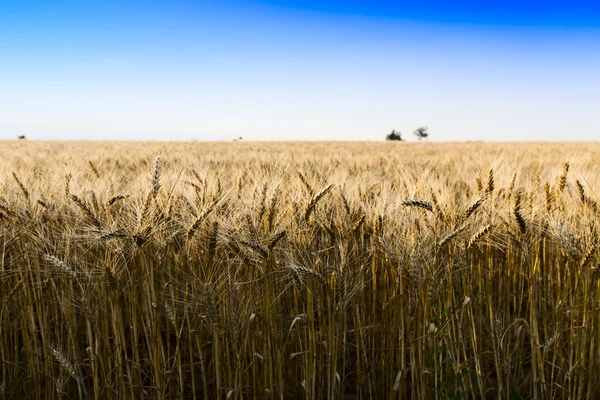 Campo de trigo sob paisagem nublada — Fotografia de Stock