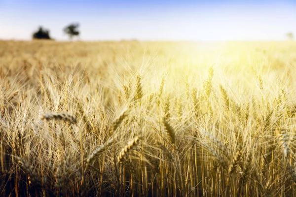 Пшеничное поле под облаками — стоковое фото