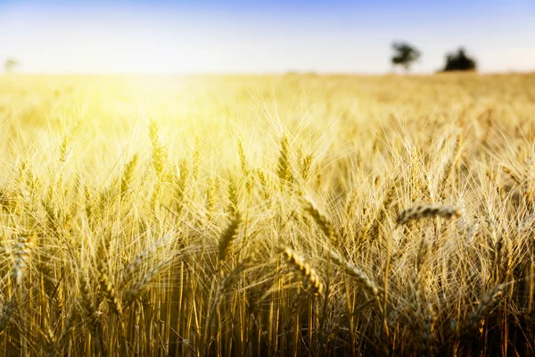 Пшеничне поле під хмарним пейзажем — стокове фото