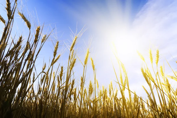 Campo de trigo bajo el paisaje nublado — Foto de Stock