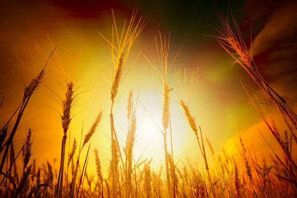 Campo de trigo bajo el paisaje nublado — Foto de Stock