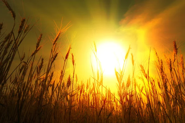 Пшеничное поле под облаками Стоковое Фото