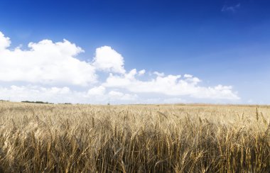 Güneşli bir günde buğday tarlası.