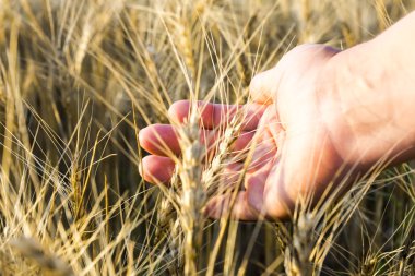 el, kulak buğday kazanır. gün batımı.