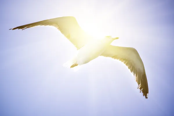 Ein Kormoran fliegt in den klaren blauen Himmel. — Stockfoto