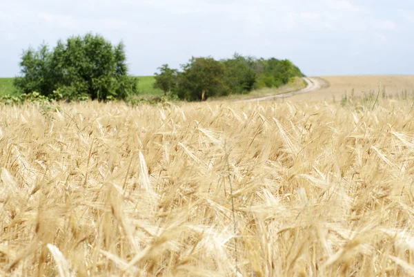 麦畑。国の道路の背景に. — ストック写真