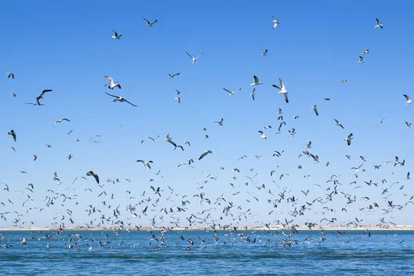 海の表面上を飛んでカモメの数が多い. — ストック写真