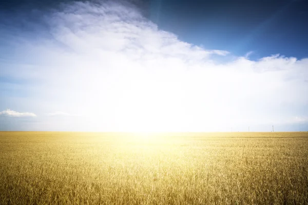 Rogge veld op een zonnige dag. — Stockfoto