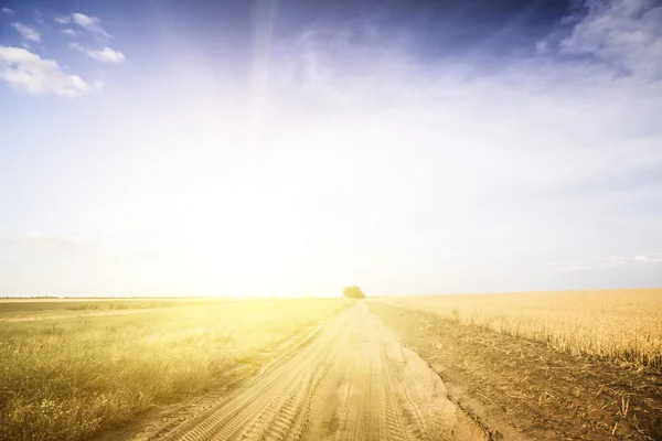 Country road among fields of wheat. — Stock Photo, Image