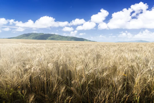 Campo de trigo en un día soleado. Montañas verdes en el fondo . — Foto de Stock