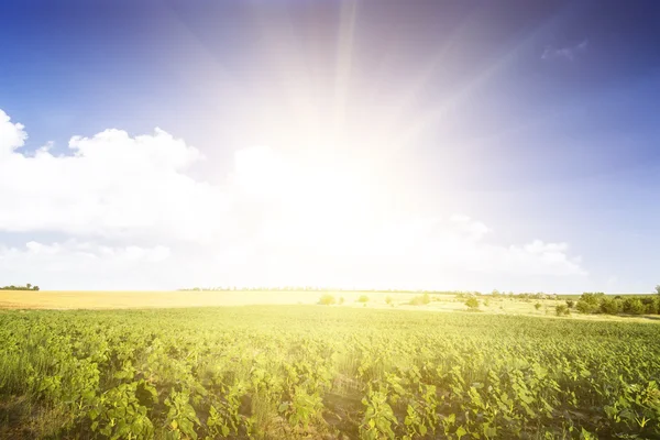 Ayçiçeği genç büyümesi. geniş yeşil alan.