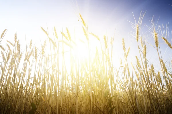 Tarweveld op een zonsondergang. — Stockfoto