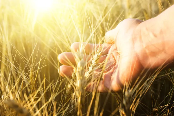 La mano femenina gana las espigas de trigo. La puesta de sol . — Foto de Stock